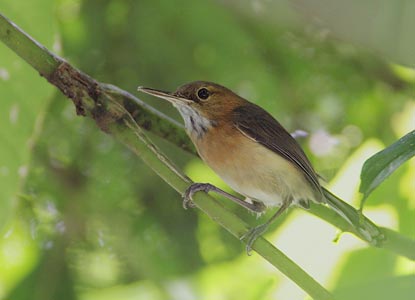 Long-billed Gnatwren (Ramphocaenus melanurus) photo