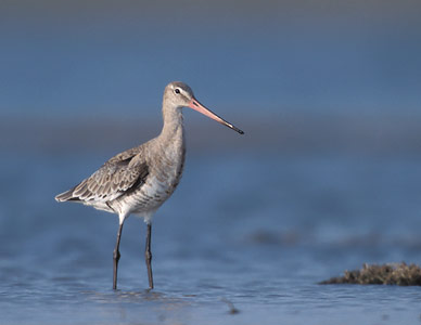 Black-tailed Godwit (Limosa limosa) photo image