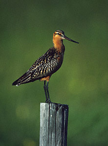Bar-tailed Godwit (Limosa lapponica) photo image