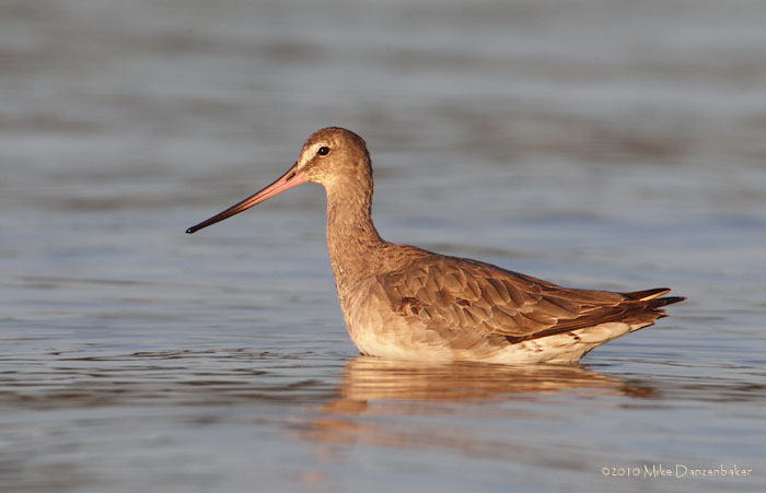 Hudsonian Godwit (Limosa haemastica) photo