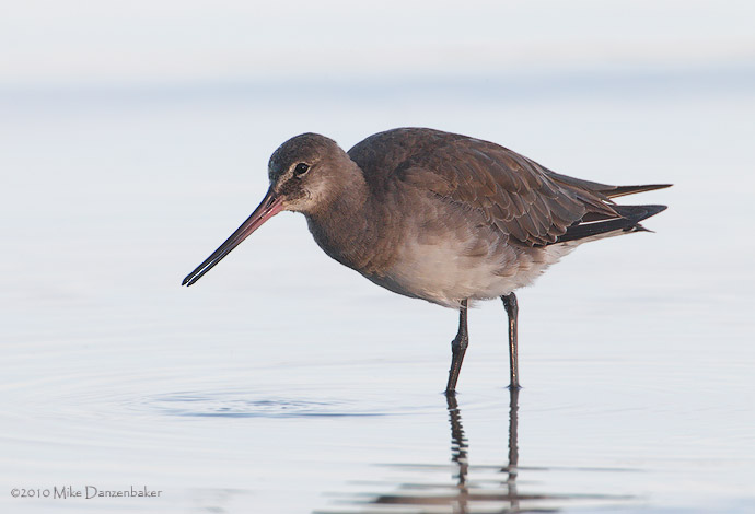 Hudsonian Godwit (Limosa haemastica) photo