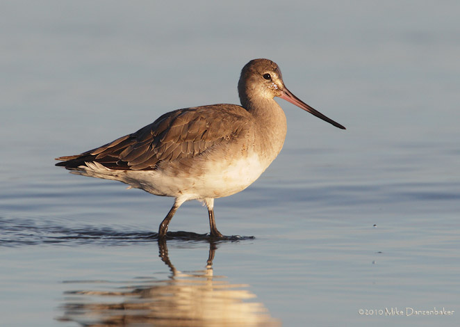 Hudsonian Godwit (Limosa haemastica) photo