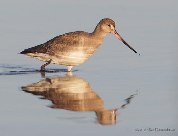 Hudsonian Godwit (Limosa haemastica) photo