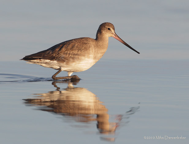 Hudsonian Godwit (Limosa haemastica) photo