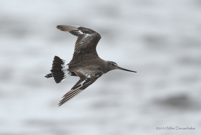 Hudsonian Godwit (Limosa haemastica) photo