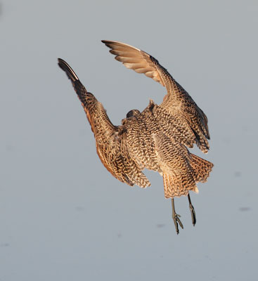 Marbled Godwit (Limosa fedoa) photo