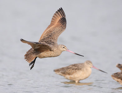 Marbled Godwit (Limosa fedoa) photo