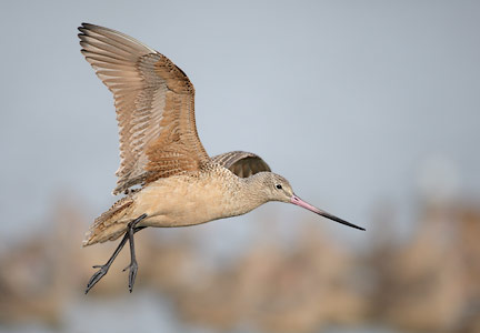 Marbled Godwit (Limosa fedoa) photo
