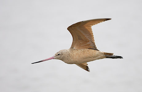 Marbled Godwit (Limosa fedoa) photo