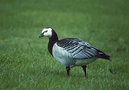Barnacle Goose (Branta leucopsis) photo image
