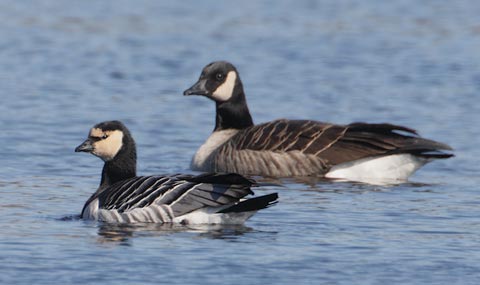 Barnacle Goose (Branta leucopsis) photo