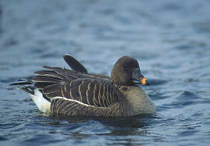 Tundra Bean Goose (Anser serrirostris) photo image