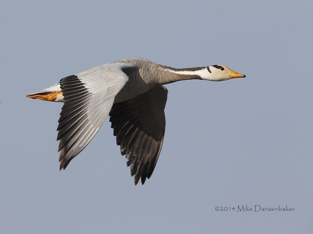 Bar-headed Goose (Anser indicus) photo