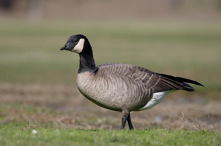Cackling Goose (Branta hutchinsii) photo