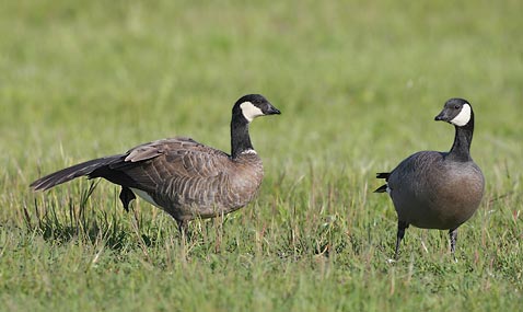 Cackling Goose (Branta hutchinsii) photo