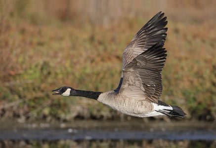 Canada Goose (Branta canadensis) photo