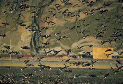 Greater White-fronted Goose (Anser albifrons) photo image