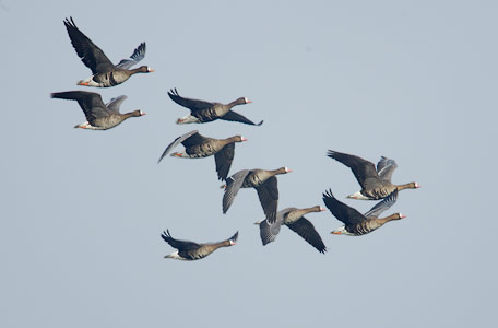 Greater White-fronted Goose (Anser albifrons) photo