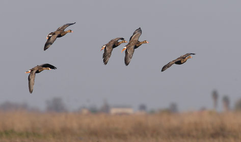 Greater White-fronted Goose (Anser albifrons) photo