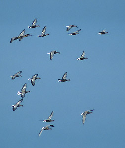 Pink-footed Goose (Anser brachyrhynchus) photo image