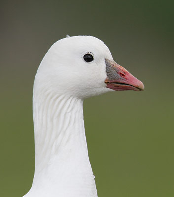 Ross's Goose (Chen rossii) photo