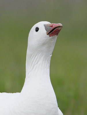 Ross's Goose (Chen rossii) photo