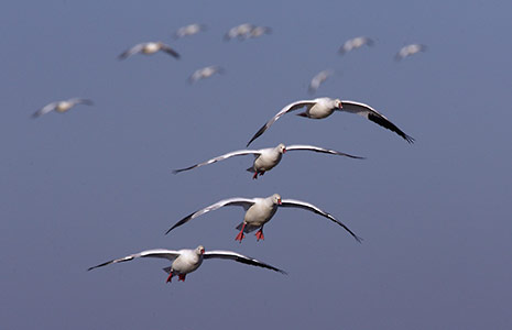Ross's Goose (Chen rossii) photo