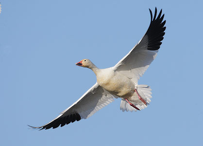 Snow Goose (Chen caerulescens) photo