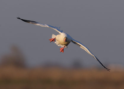 Snow Goose (Chen caerulescens) photo