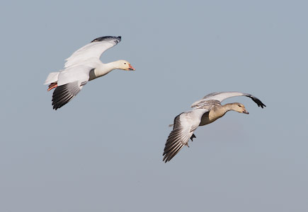 Snow Goose (Chen caerulescens) photo