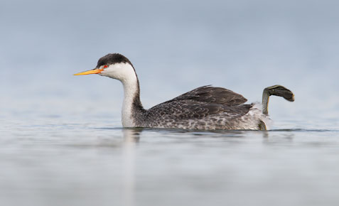 Clark's Grebe (Aechmophorus clarkii) photo