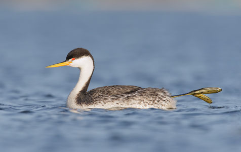Clark's Grebe (Aechmophorus clarkii) photo