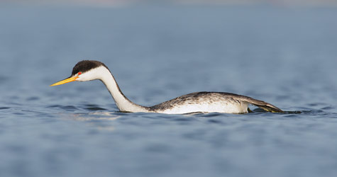 Clark's Grebe (Aechmophorus clarkii) photo