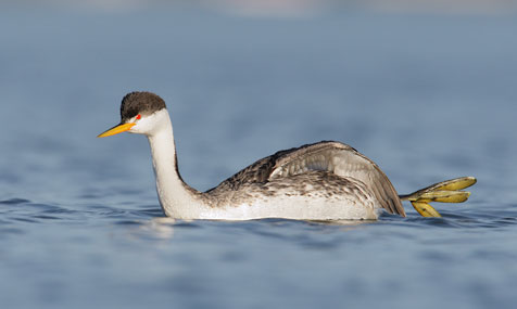 Clark's Grebe (Aechmophorus clarkii) photo