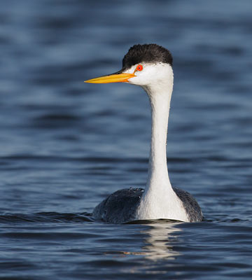 Clark's Grebe (Aechmophorus clarkii) photo