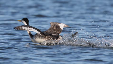 Clark's Grebe (Aechmophorus clarkii) photo