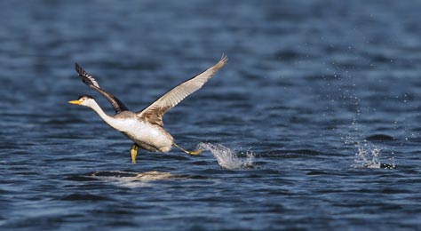 Clark's Grebe (Aechmophorus clarkii) photo