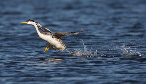Clark's Grebe (Aechmophorus clarkii) photo