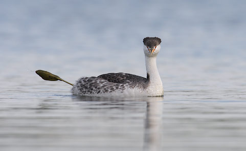 Clark's Grebe (Aechmophorus clarkii) photo