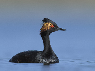Black-necked Grebe (Podiceps nigricollis) photo image
