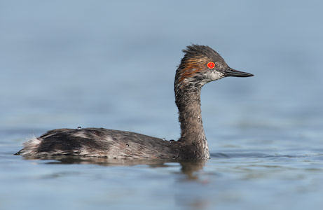 Eared Grebe (Podiceps nigricollis) photo
