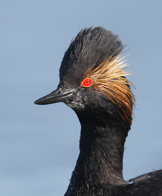 Eared Grebe (Podiceps nigricollis) photo