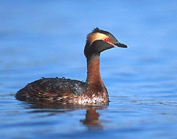 Horned Grebe (Podiceps auritus) photo image