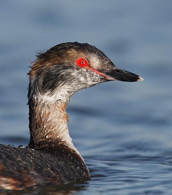 Horned Grebe (Podiceps auritus) photo