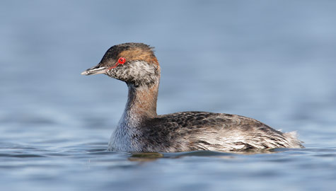 Horned Grebe (Podiceps auritus) photo