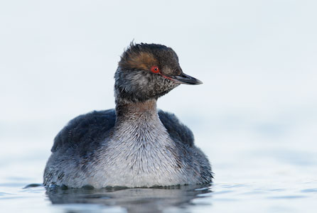 Horned Grebe (Podiceps auritus) photo