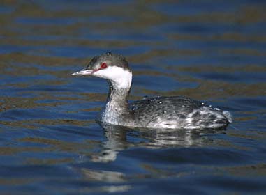 Horned Grebe (Podiceps auritus) photo