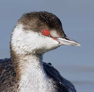 Horned Grebe (Podiceps auritus) photo