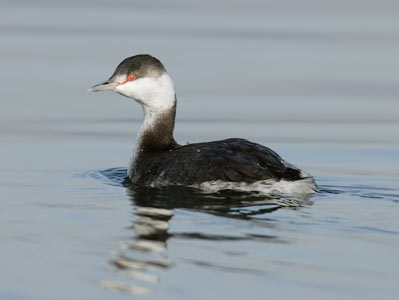 Horned Grebe (Podiceps auritus) photo