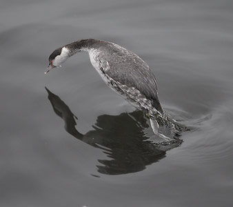 Horned Grebe (Podiceps auritus) photo